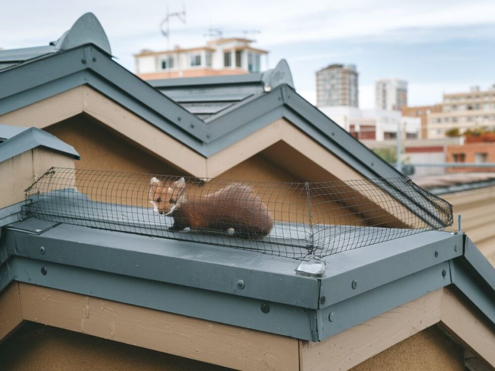 siatka ochronna na dachu